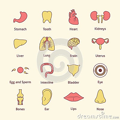 Human organs icons flat line Vector Illustration