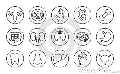 Human organs icons set. Brain, tooth, ear, intestines, stomach, nose, liver, bone, hand, kidneys, lungs, eyeball icons Vector Illustration