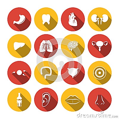 Human Organs Icons Vector Illustration