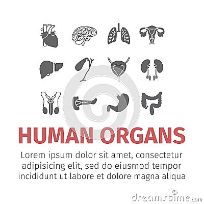 Human organs icons set. Vector Illustration