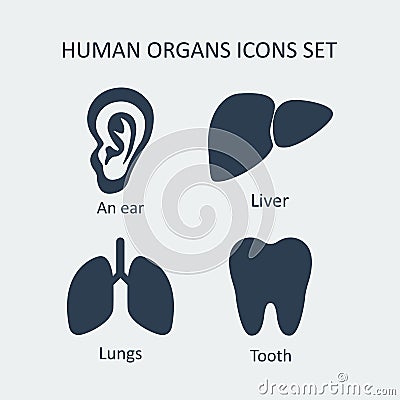 Human organs icons set. Vector Vector Illustration