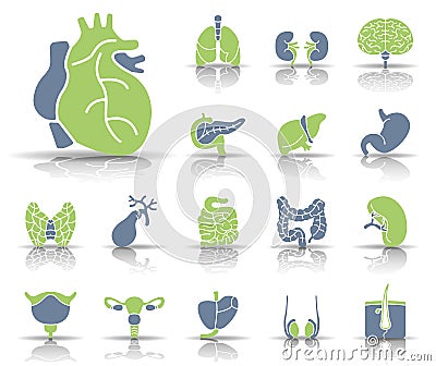 Human Organs - Iconset - Icons Stock Photo