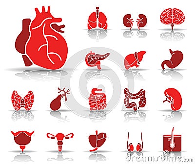 Human Organs - Iconset - Icons Stock Photo