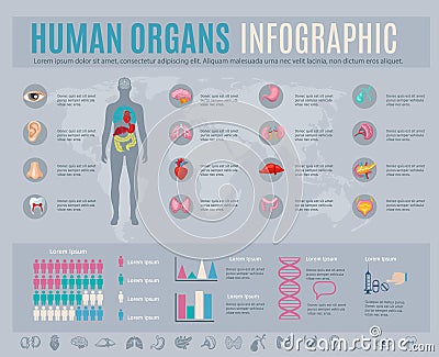 Human Organs Infographic Set Vector Illustration