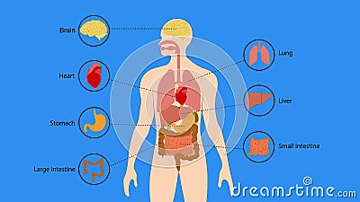 Human organs internal diagram, Body of human internal organs, brain, heart, lungs, liver, stomach, intestine Stock Photo