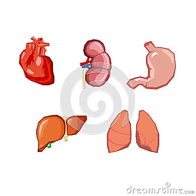 Human organs. Internal organs set. Human anatomy, internal parts of the body. Vector Illustration
