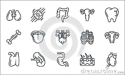 human organs line icons. linear set. quality vector line set such as heart, stomach, thymus, epidermis, spleen, bone, ribs, ovary Vector Illustration