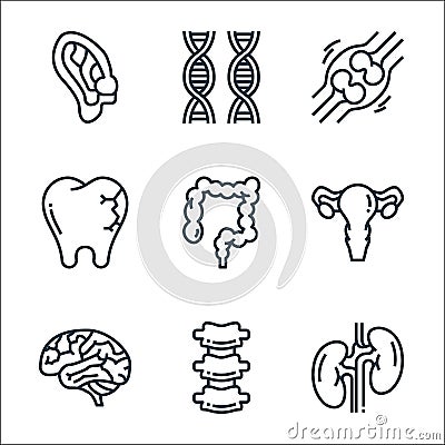 human organs line icons. linear set. quality vector line set such as kidney, bone, brain, ovary, colon, tooth, bone, dna Vector Illustration