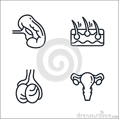 Human organs line icons. linear set. quality vector line set such as ovary, testicles, epidermis Vector Illustration