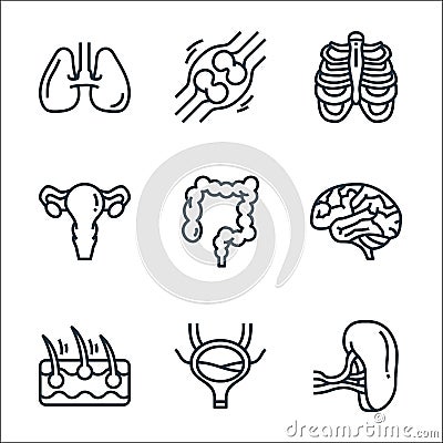 human organs line icons. linear set. quality vector line set such as spleen, bladder, epidermis, brain, colon, ovary, ribs, bone Vector Illustration