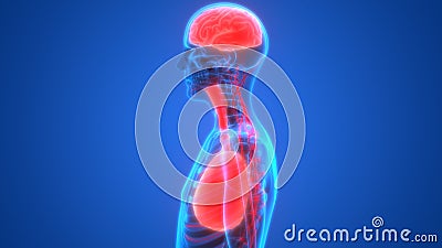 Human Organs Lungs and Brain with Nervous System Anatomy Stock Photo