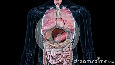 Human Organs Heart, Lungs and Diaphragm Zoom with Total Organs Stock Video - Video of breathe, diaphragm: 108099775 Human Organs Heart, Lungs and Diaphragm Zoom with Total Organs Stock Video - Video of breathe, diaphragm: 108099775