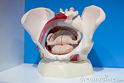 Human organs, model Stock Photo