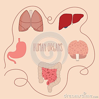 Human organs parts illustration lung intestine brain liver vector Vector Illustration