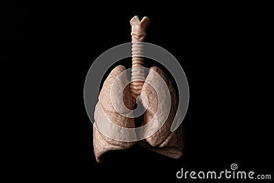 Human organs, respiratory system and breathing concept theme with anatomical lungs isolated on black background with high Stock Photo
