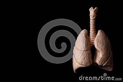 Human organs, respiratory system and breathing concept theme with anatomical lungs isolated on black background with high Stock Photo