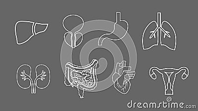 Human organs line icons set. Anatomy of body. Reproductive system, Lungs, Uterus, stomach, heart, liver illustrations Cartoon Illustration
