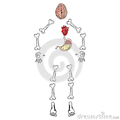 Human organs set with brain heart bones stomach. Skeleton of a man with internal organs. Vector illustration of human bones, brain Vector Illustration
