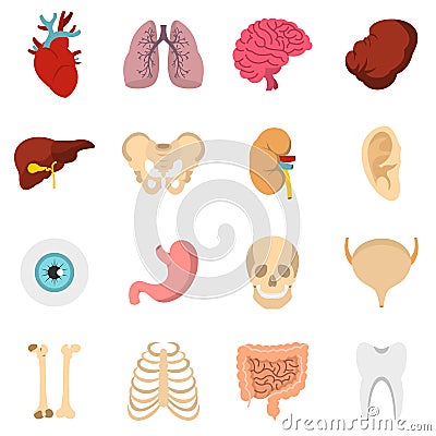 Human organs set flat icons Vector Illustration