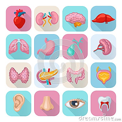 Human Organs Set Vector Illustration