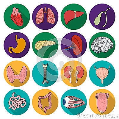 Human organs set icons in flat style. Big collection of human organs vector symbol stock illustration Vector Illustration