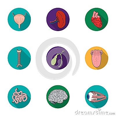 Human organs set icons in flat style. Big collection of human organs vector symbol stock illustration Vector Illustration