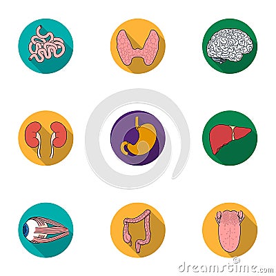 Human organs set icons in flat style. Big collection of human organs vector symbol stock illustration Vector Illustration