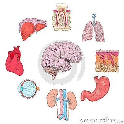 Human organs set Vector Illustration