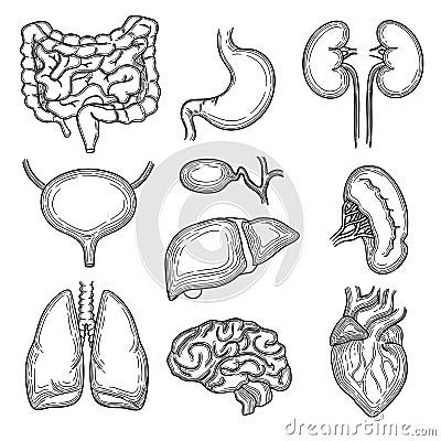 Human organs sketch. Brain kidney heart stomach anatomy body parts vector hand drawn set Vector Illustration