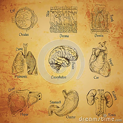 Human organs sketch Vector Illustration