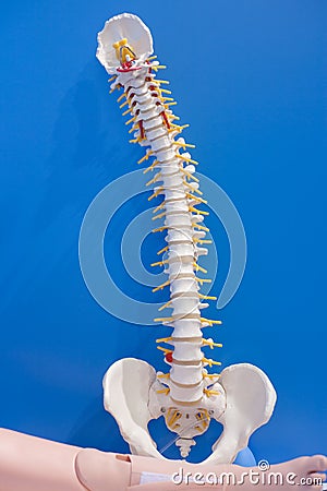 Human organs, spine model Stock Photo