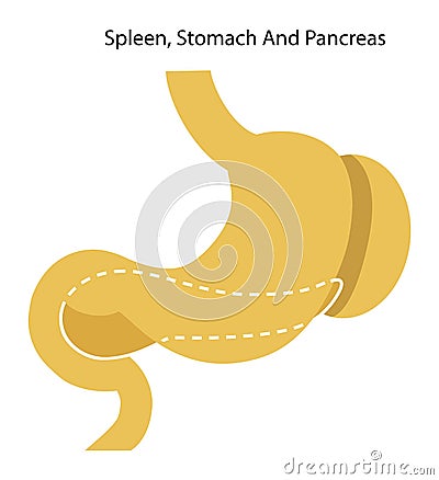 Human organs: spleen, stomach and pancreas. Illustration. Flat design Stock Photo