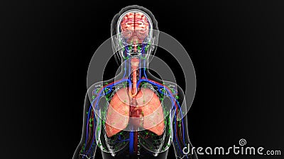 Human Organs Stock Photo