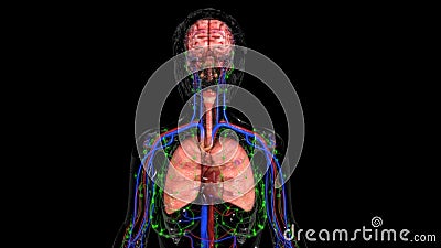 Human Organs Stock Photo