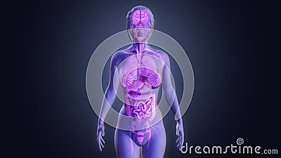 Human Organs Stock Photo