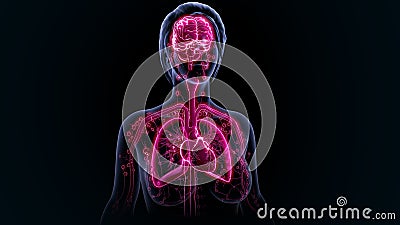 Human Organs Stock Photo