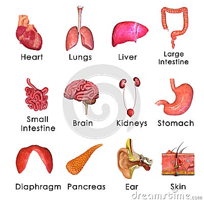 Human Organs Stock Photo