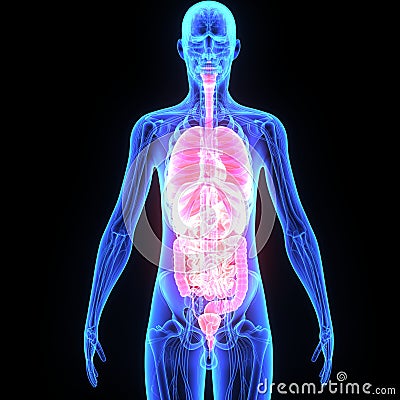 Human Organs Royalty-Free Stock Photography Biology Diagrams