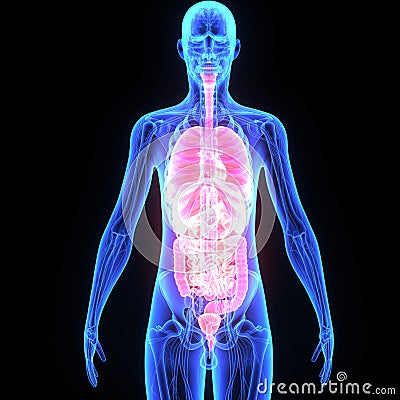 Human Organs Stock Photo