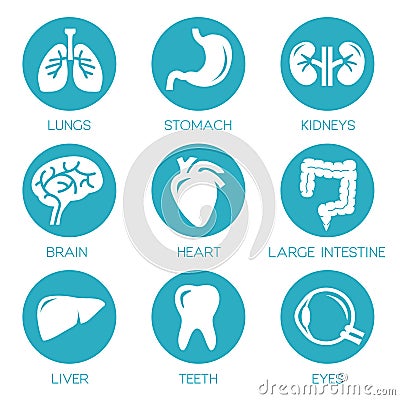 Human Organs Vector Illustration