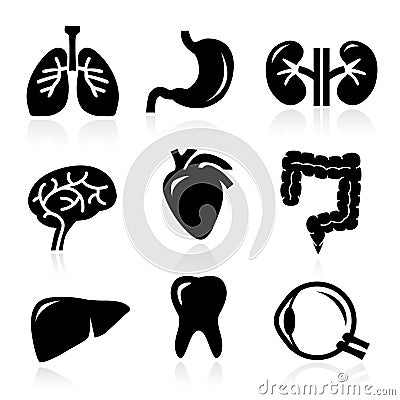 Human Organs Vector Illustration