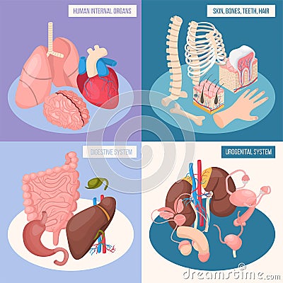 Human Organs 2x2 Design Concept Vector Illustration