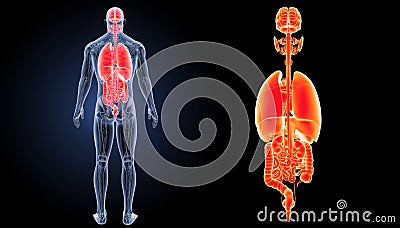 Human organs zoom with anatomy posterior view Stock Photo