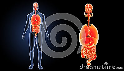 Human organs zoom with body anterior view Stock Photo