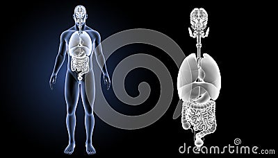 Human organs zoom with body anterior view Stock Photo