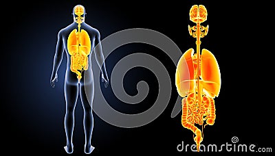 Human organs zoom with body posterior view Stock Photo