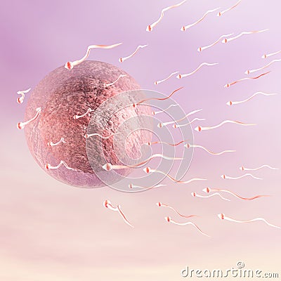 Human Ovum Stock Photo