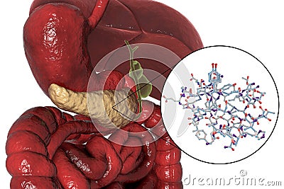 Human pancreas anatomy Cartoon Illustration