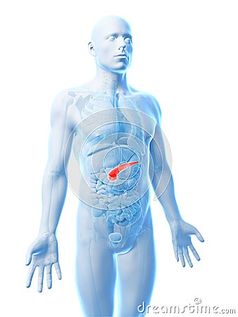 Human pancreas Cartoon Illustration