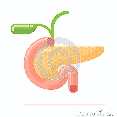 Human pancreas with gall bladder Vector Illustration